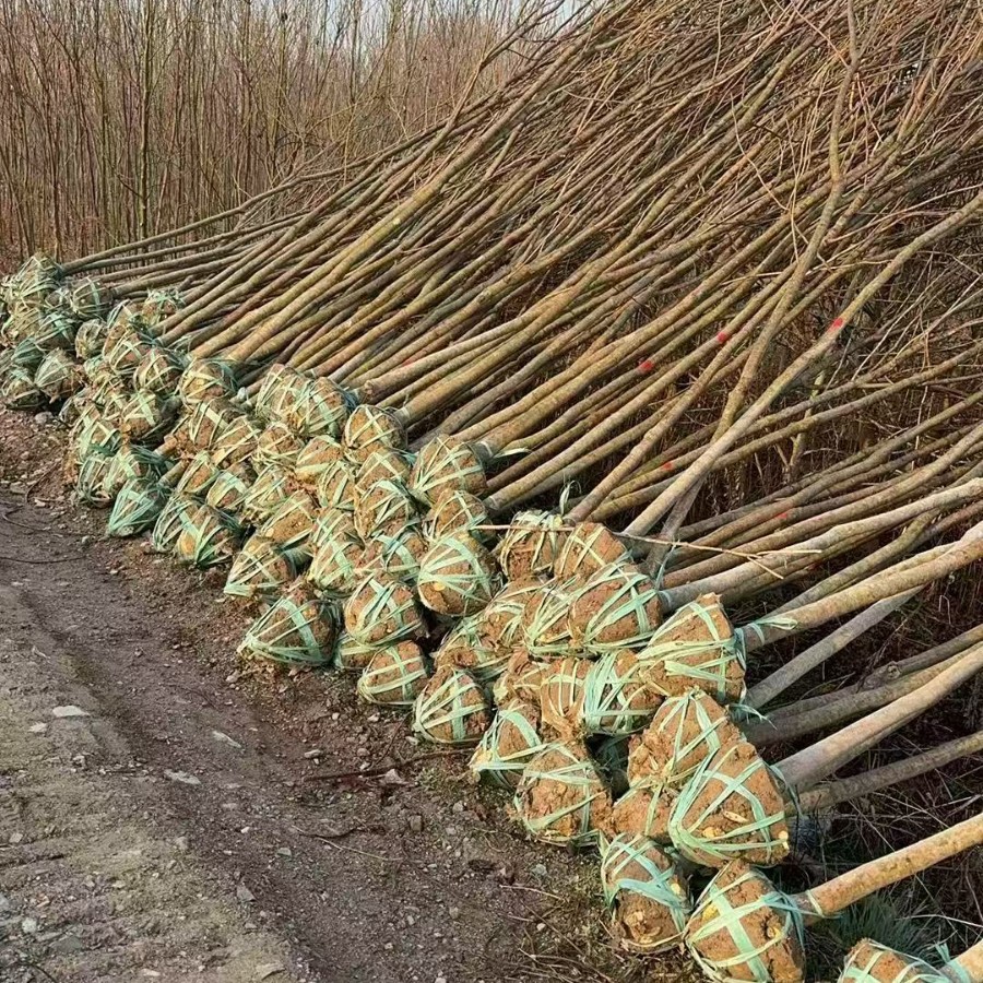 Саженцы для лесовосстановления, высококачественные семена