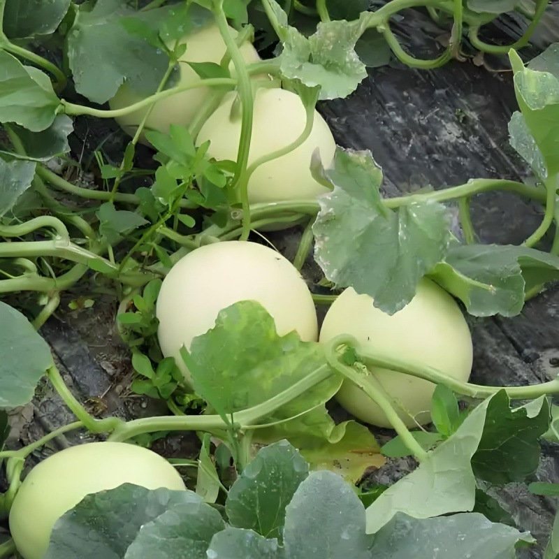 Yunnan Tulip Melon and Cantaloupe Newly Launched Seasonal Fresh Fruit Melon Small Cantaloupe Open-Air First Crop