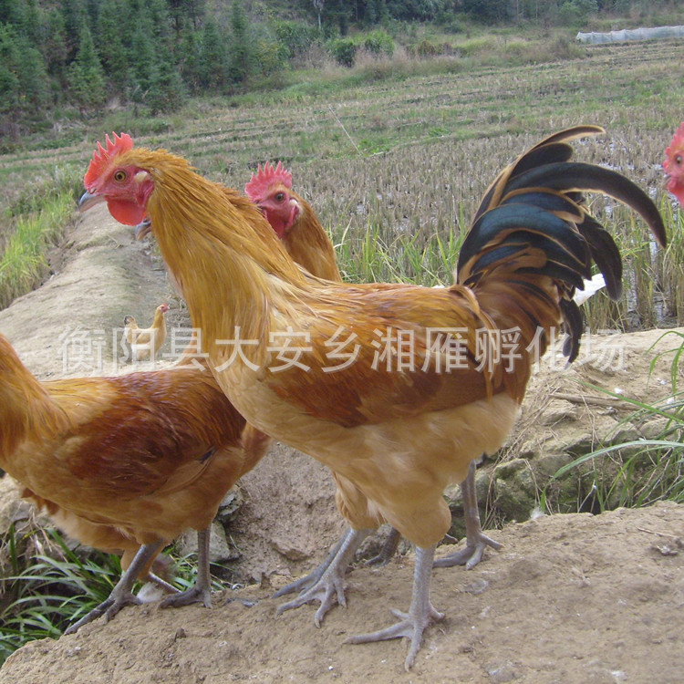 Wholesale One-Day-Old Chicken Seedlings, High-Yielding Egg-Laying Chicken Seedlings, Hemp-Feathered Green-Shell Egg-Laying Chicken Seedlings, Mixed Seedlings, Red Rooster Seedlings, Green-Footed Native Chickens