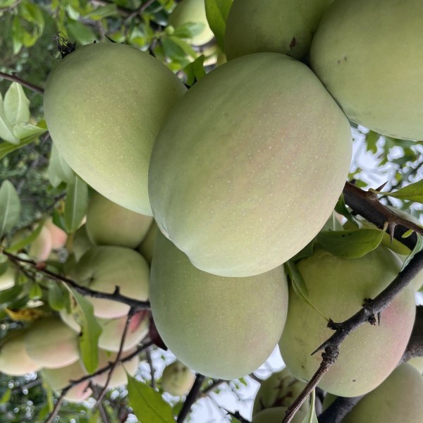 Yunnan Sour Papaya Free Shipping Fresh Dali Fruit for Pregnant Women Wild Soaked in Wine Red Flower Cyan Yellow Papaya Raw