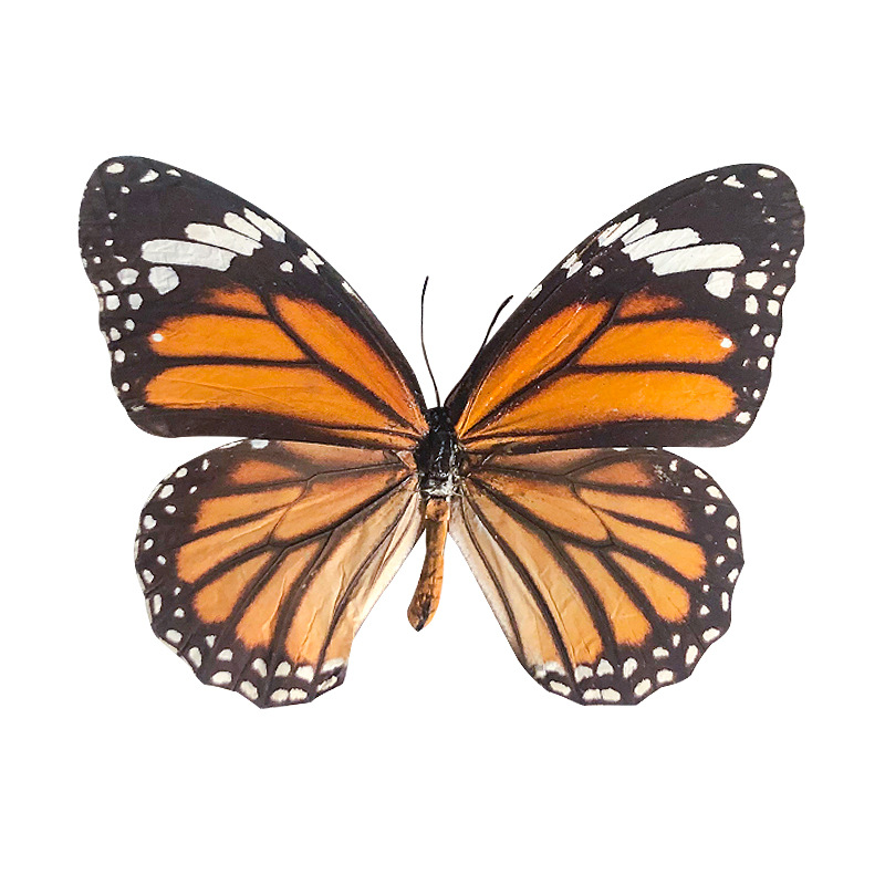 Factory direct real butterfly specimen insect specimen acrylic kindergarten students teaching science transparent box