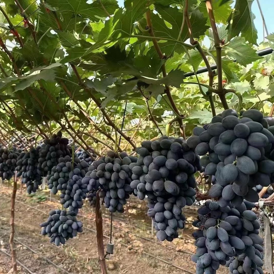 Supply of Australian Sweet King (Australian Nuclear) Grafted Grape Seedlings Grafted Grape Seedlings 0.5 or Above Low Price