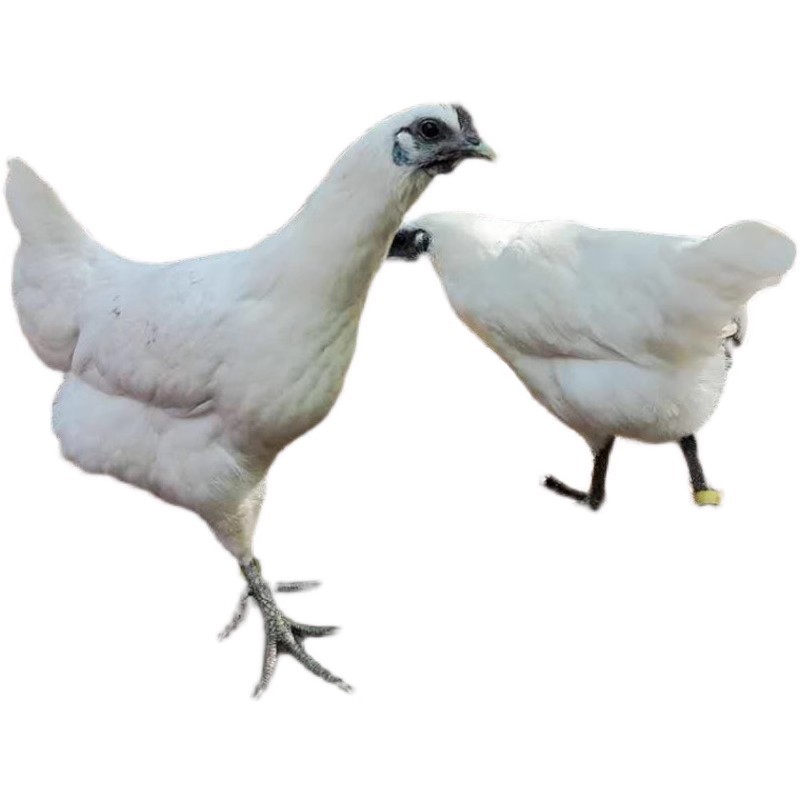 Zhejiang Jiangshan White-Feathered Black-Bone Chicken, a Famous Chicken Breed from Zhejiang Province, Live Chickens, Breeding Chickens, Wild Chickens, White-Feathered Chickens, Can Be Hatched and Kept Warm