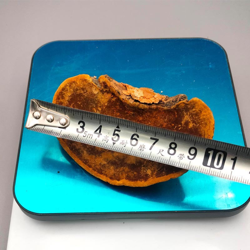 Jilin Changbai Mountain Self-Picked and Self-Dug Magnolia Tree, Reishi, and Polyporus Pulmonarius Origin Retail and Wholesale