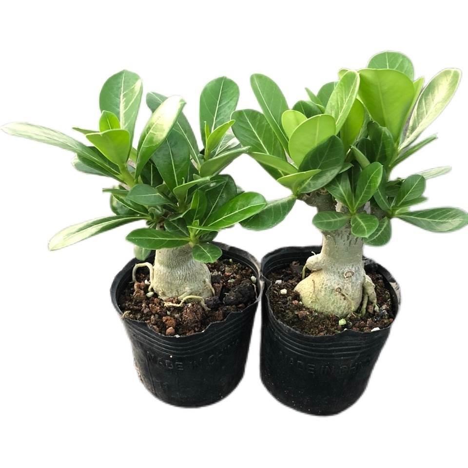 Desert Rose Seedlings Green Plant Potted with Buds Succulents Old Piles Indoor and Outdoor Green Plants Bonsai Desert Roses