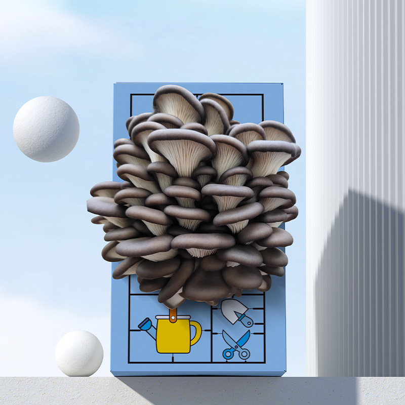 Mushroom Box Gift Box Pleurotus ostreatus Planting Bag Edible Fungi Doll Green Plant Kindergarten Breeding Boxed Bag Gift