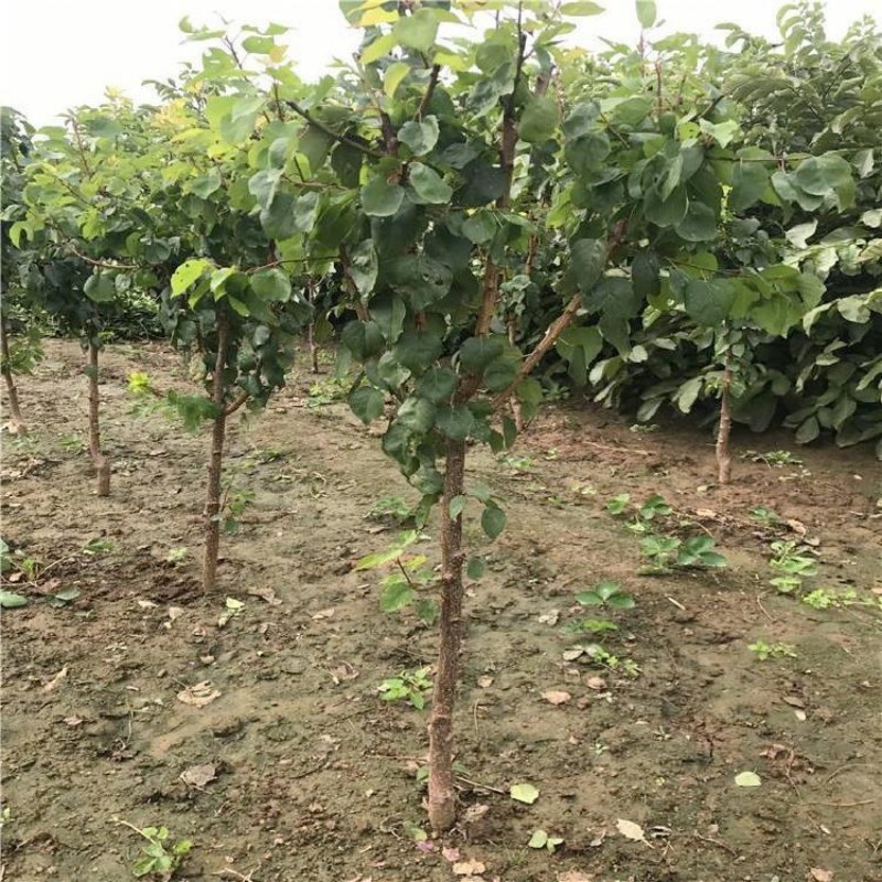 One-Piece Drop-Shipping Golden Apricot Saplings for Planting in the North and South, Four-Season Planting, Extra-Large Fruit Potted Grafted Sweet Apricot Saplings