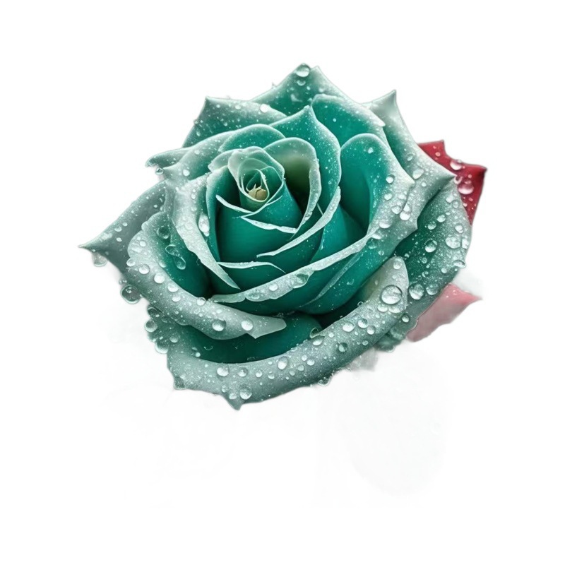 Rare Color Rose Seeds Romantic Rose Cold-Resistant Four-Season Strong-Scented Rose Seeds Potted Outdoor Balcony