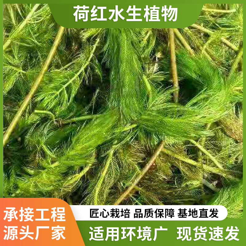 Прямые поставки различных водных растений, колючие водоросли, очистка воды, колючие подводные растения, упаковка для посадки