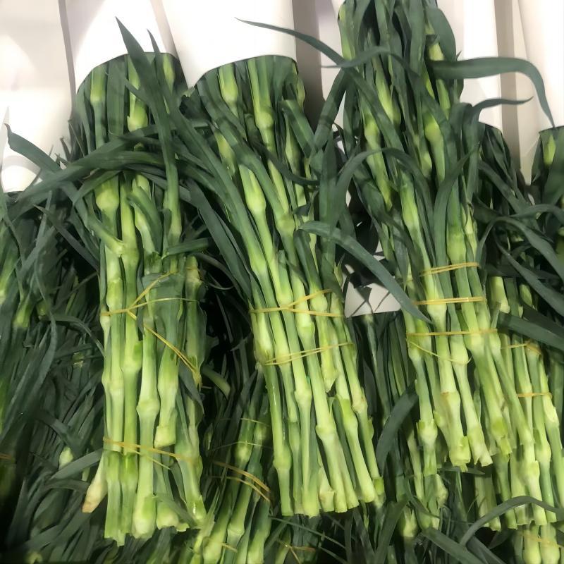 Fresh Cut Carnations Wholesale from Yunnan Base, Direct Delivery to Flower Shops, Suitable for Home Arrangements, Mother's Day, and Teacher's Day Bouquet Combinations