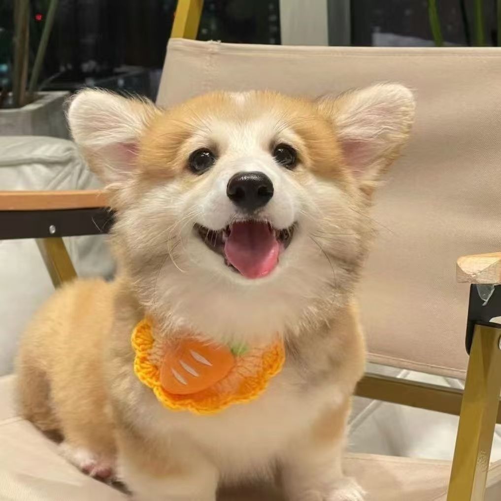 Purebred Corgi Live Puppy Puppy Small Short Legs Peach Butt Corgi Pet Live Dog Corgi Small Size Dogs Live Animal