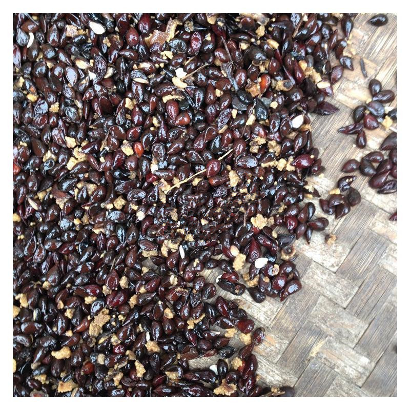 Du Pear Seeds Du Pear Tree Seeds Wholesale New Pear Seeds Pear Pear Tree Seeds Soil Pear Flower Pear Seed Package