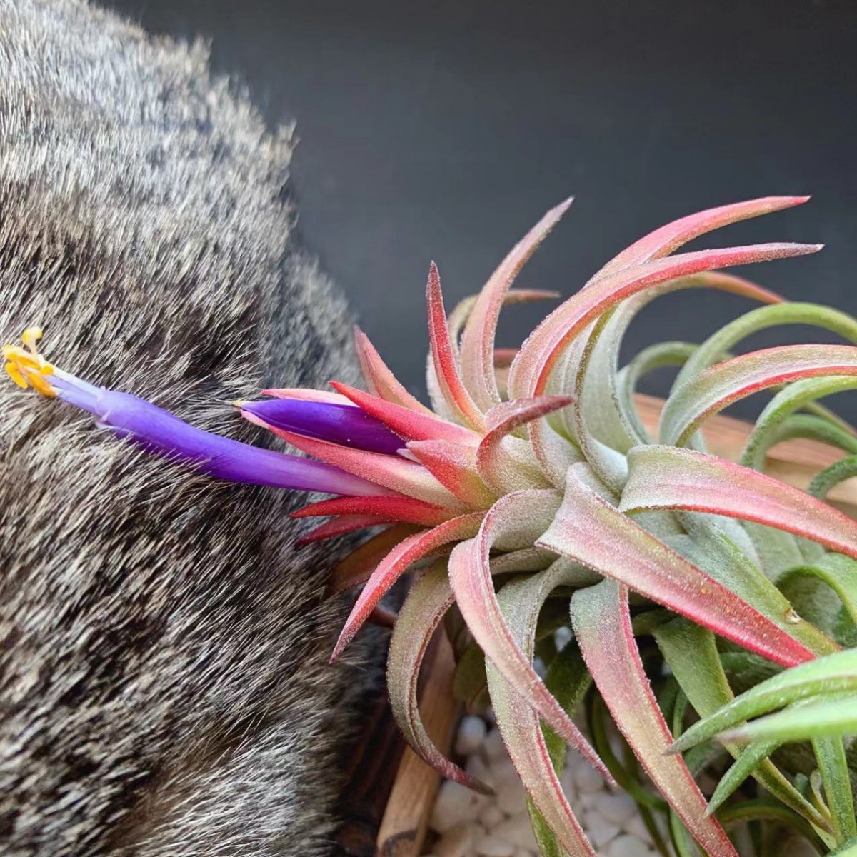 Collection of Flowering Period, Air Pineapple Base Straight Hair Wholesale Lazy Plants Home Green Plants Soilless