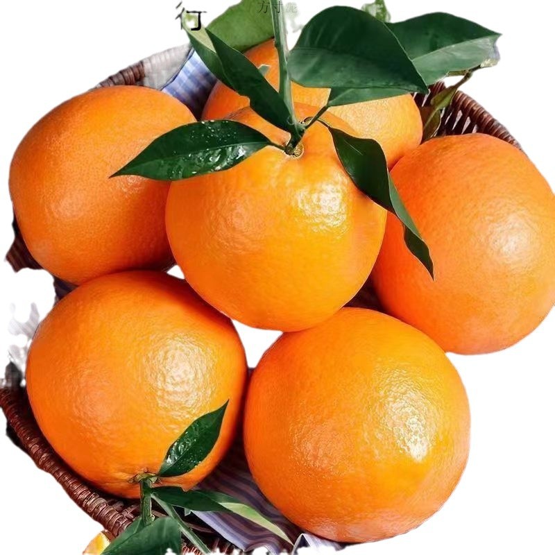 Orange Fresh Navel Orange Fruit Fresh Sweet Orange Rock Sugar Orange Non-Aiwan Jelly Orange Gannan Navel Orange Whole Box Wholesale