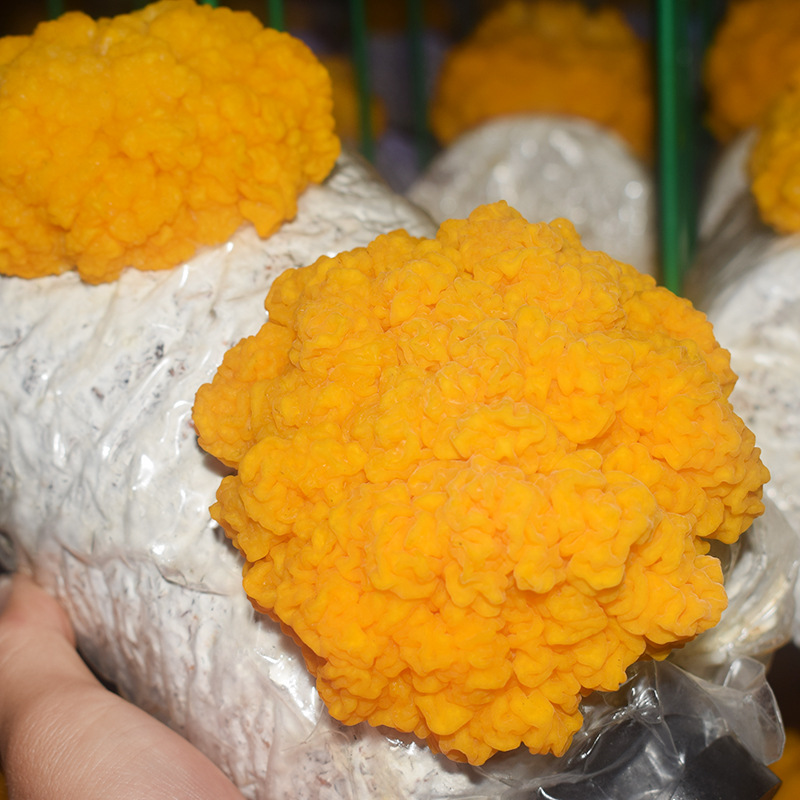 Golden Ear Fungus Packages Are Available for Immediate Supply and Processing. Golden Ear Fungus Spawn Produces Mushrooms Evenly. Wholesale Is Available