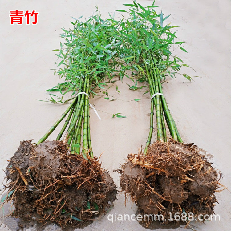 Саженцы бамбука, саженцы фиолетового бамбука, бамбук для двора, зеленые саженцы бамбука, золотой инкрустированный нефритовый бамбук, золотые саженцы бамбука, саженцы для озеленения стен