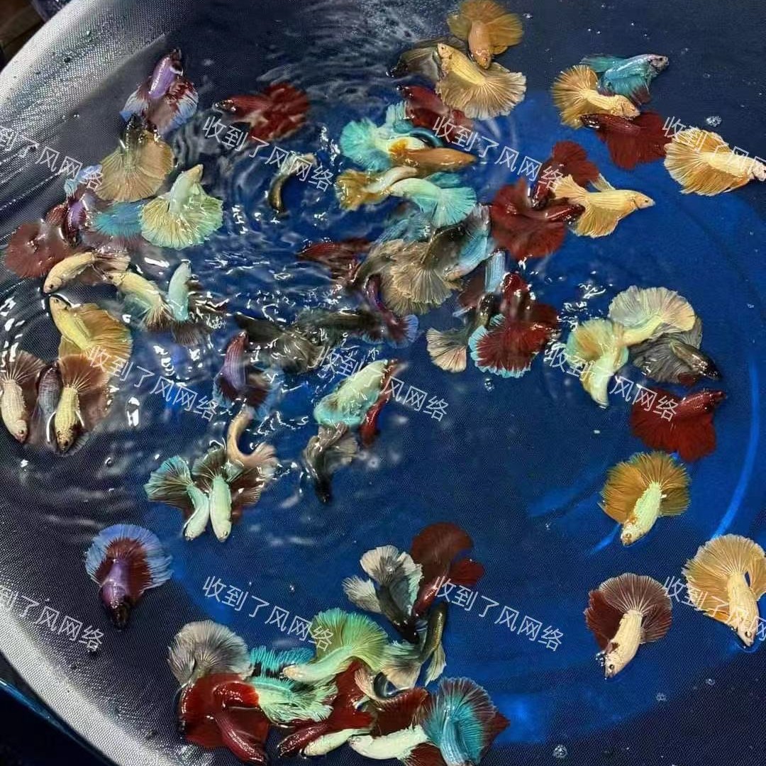 Thailand fighting fish tropical ornamental fish Lion King wedding fish half moon male fish horsetail living night market stall Net red wholesale