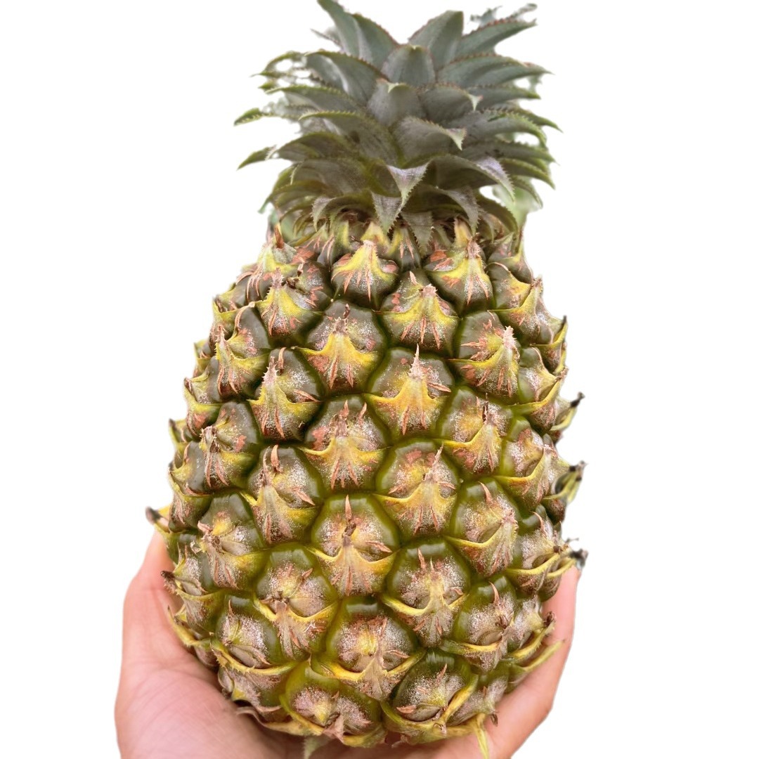 Fresh Hainan Golden Diamond Pineapple, Not Xuxin Pineapple, Hand-Torn, Whole Box, Dropshipping Available, Sweet and Juicy