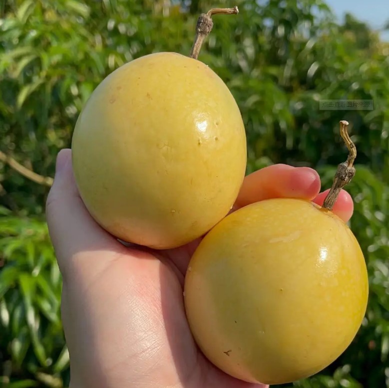 [Быстрая доставка] Гуанси Циньми № 9 Золотая маракуйя 1/3/5/4.5кг, маленькая, средняя и большая свежая целая коробка фруктов