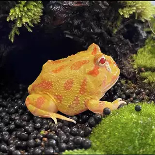 Horned Frog Green Horned Gold Horned Frog Pumpkin Clown Baby Non-Cattle Pet Stall Aquarium Children