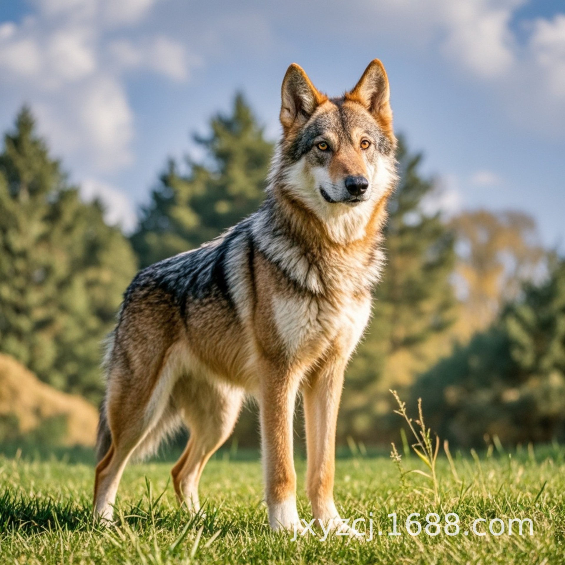 Wholesale Purebred Czech Wolf Large Guard Dog Puppies Live Dog Puppy Czech Wolf Working Dog Explosion-Proof Dog Dog