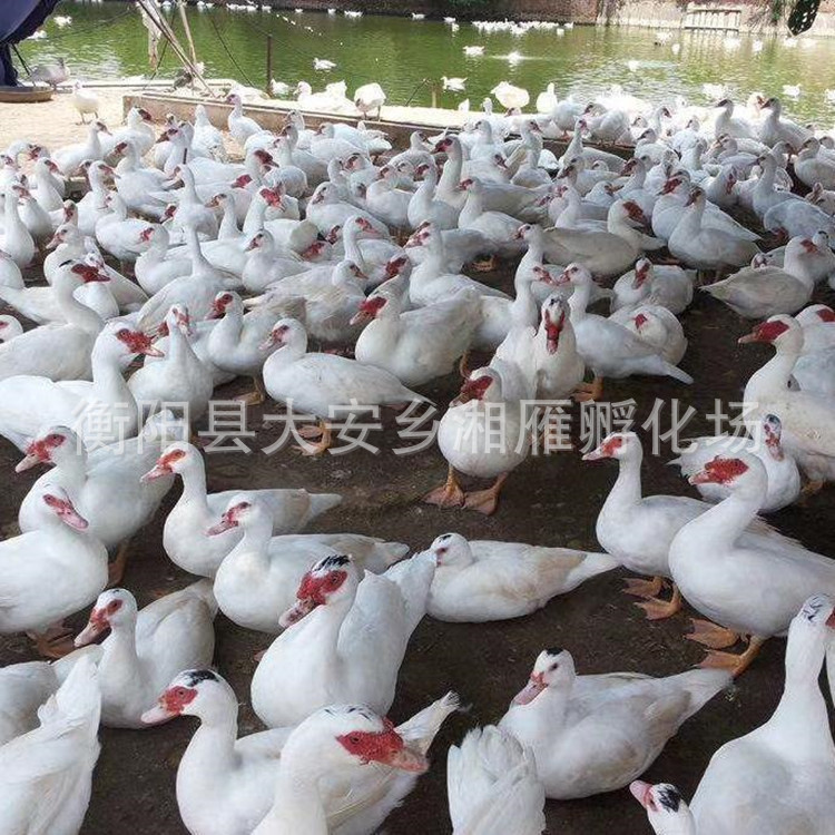 White Duck, White Braza Duck, White Feathered Sarcoma, Goose, Shelduck, Egg, Shelduck, Teal Duck, Live Duck, Duckling