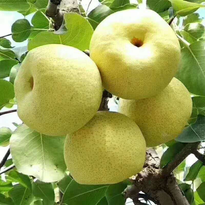 Anhui Dangshan Pear Crisp Fresh Fruit Freshly Picked Seasonal Fruit Direct from the Place of Origin Pear Drop Shipping