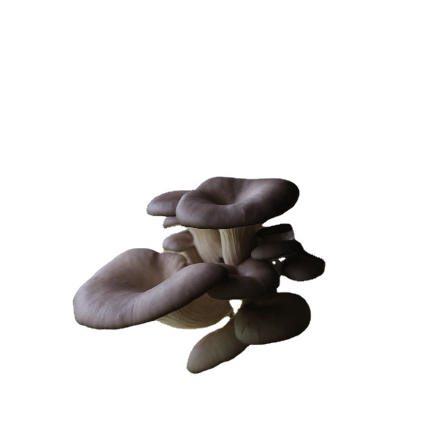 1.5kg Bacteria Sticks Early Autumn Mushroom Planting Kit Mushroom Farm Construction Edible Fungi Black Oyster Mushroom Mushroom Sticks