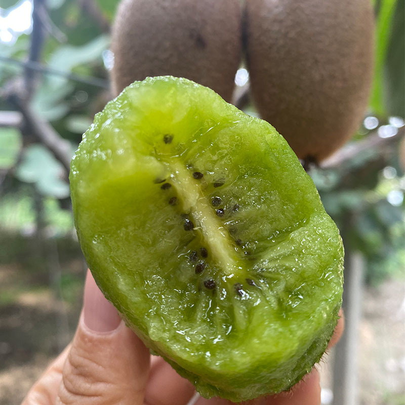 Shaanxi Zhouzhi Cuixiang Kiwi Green Heart Kiwi Is Sweet and Juicy. Fresh Kiwi Is Picked and Shipped in Season