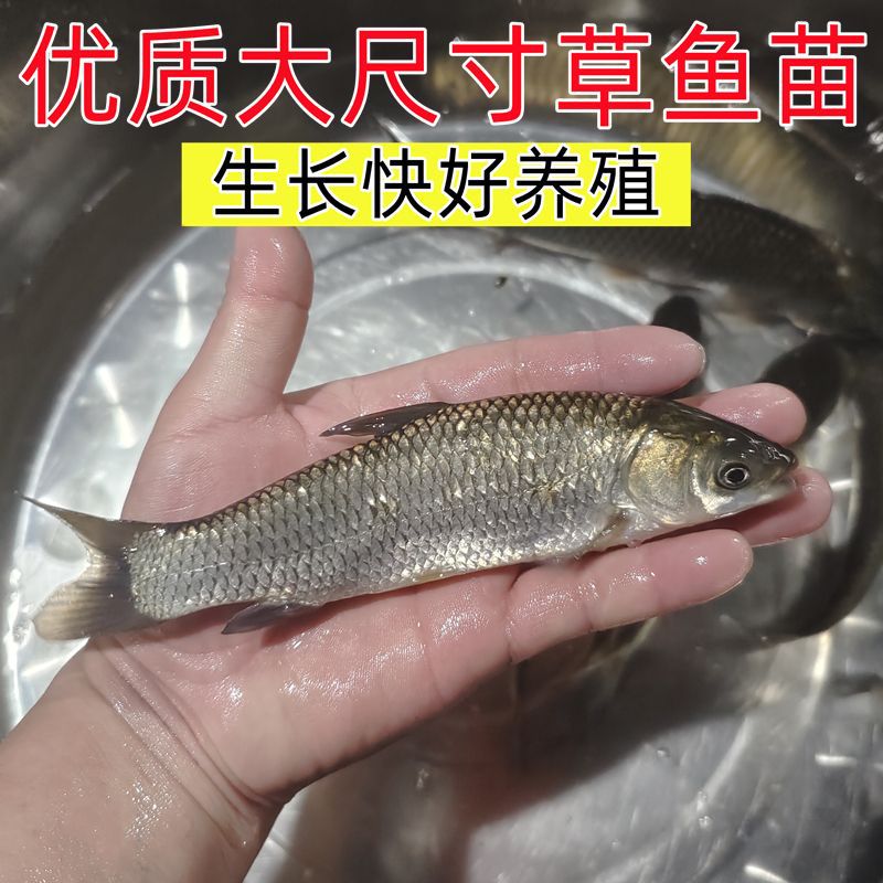 Wholesale of Grass Carp Fry, Half a Pound of Large Live Fish Fry, Crispy Meat, Anhui Freshwater Cultured Edible Silver Carp, Silver Carp, Bighead Carp, Fat-Headed Male Fish with Big Head