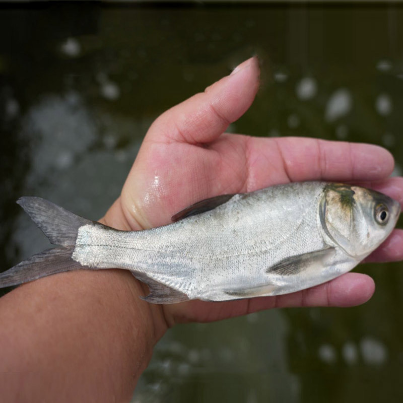 White Silver Carp Fry Freshwater Cultured Edible Live Cold Water Ornamental Silver Carp and Bighead Carp Jumping Silver Carp Fat Big Head Flower Silver Carp Fry Wholesale