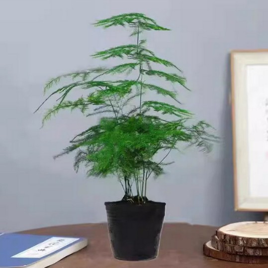 Asparagus Potted Green Plants Flower Bonsai Plants Indoor Living Room Hydroponic Pine Cloud Bamboo Asparagus Large Seedlings Evergreen All Year Round