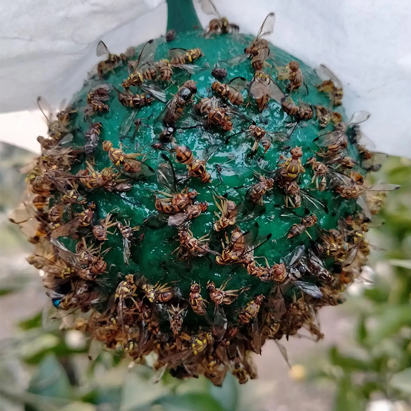 Armyworm ball loofah fruit fly sticker fly trap ball needle bee hornet color attractant fruit fly trap double-sided yellow paperboard