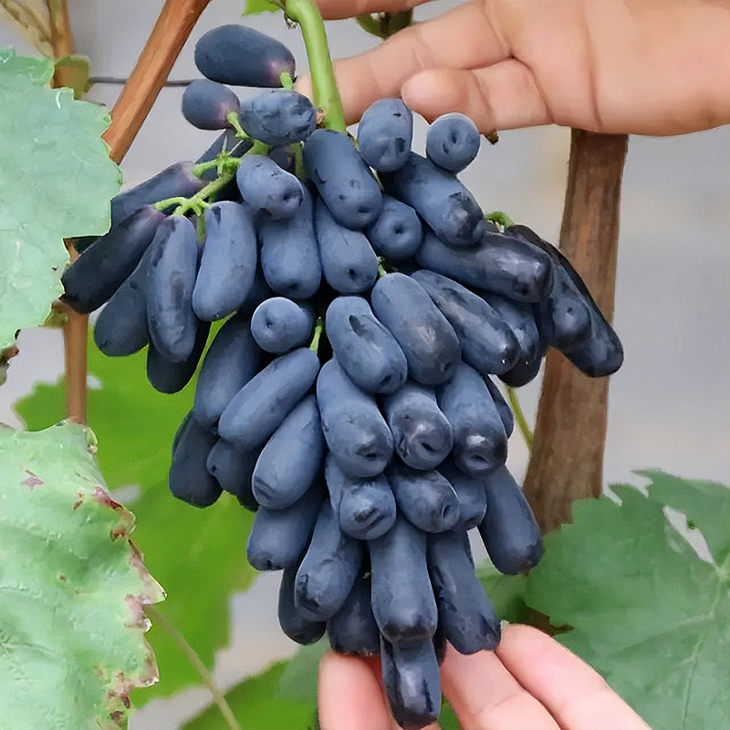 One-Piece Drop-Shipping Sapphire Grape Saplings, Courtyard Potted Plants, Seedless Climbing Grafted Saplings for Planting in the North and South