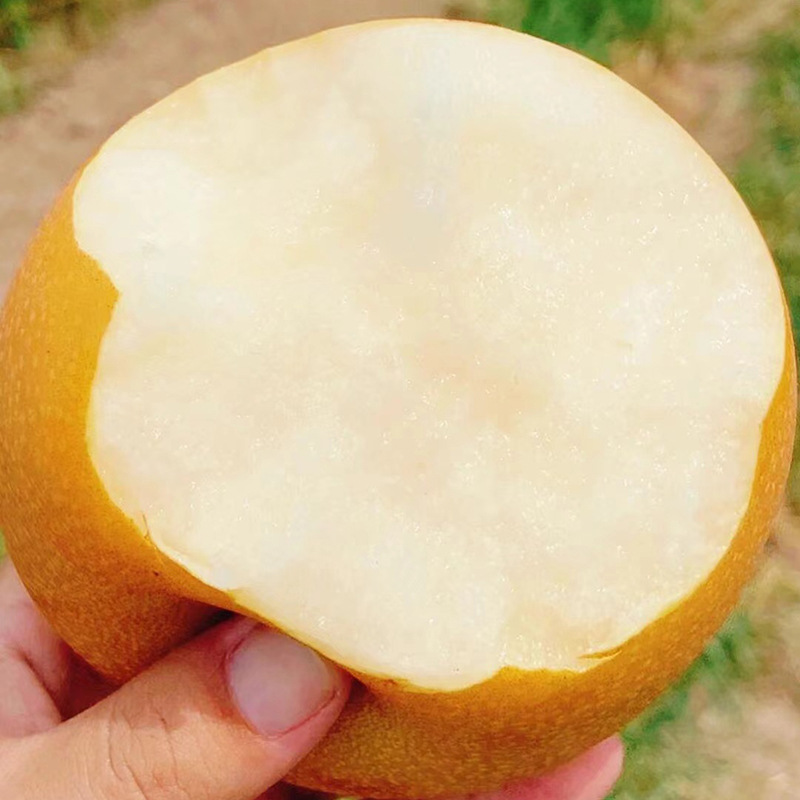 Authentic Shandong Qiuyue Pear Laiyang Pear Whole Box Wholesale Crispy Juicy Crispy Sweet Skin Thin Fresh Fruit Rock Sugar Pear