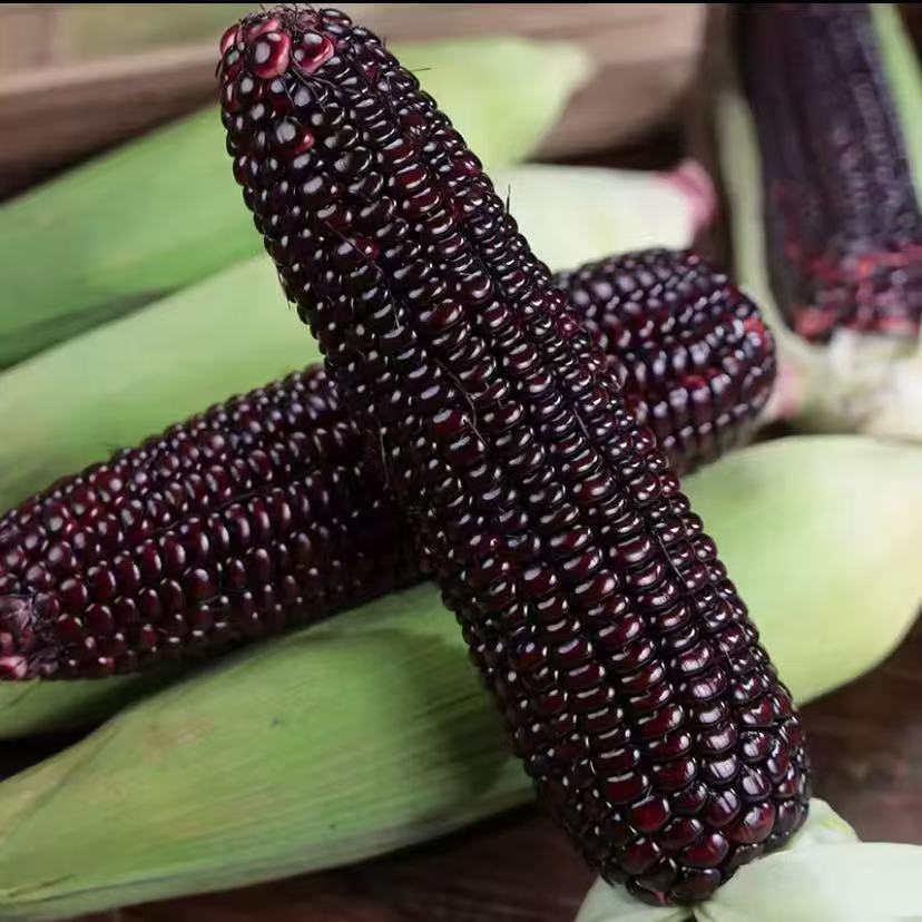 New Arrival Nuoxixi Black Glutinous Corn Sweet Sticky Corn Vacuum Packaging