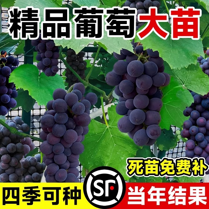 Sunshine Rose Grape Seedlings for Planting in Both Northern and Southern Regions, Cold-Resistant Nina Queen Sapphire Seedless Seedlings on Old Stumps