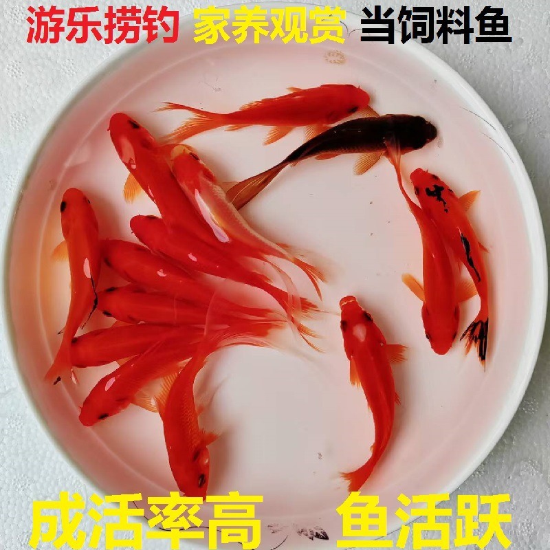 Small Live Goldfish, Small Ornamental Goldfish, Live Small Red Grass Goldfish, Wholesale Stall, Jar, Durable, Strong Ornamental Value