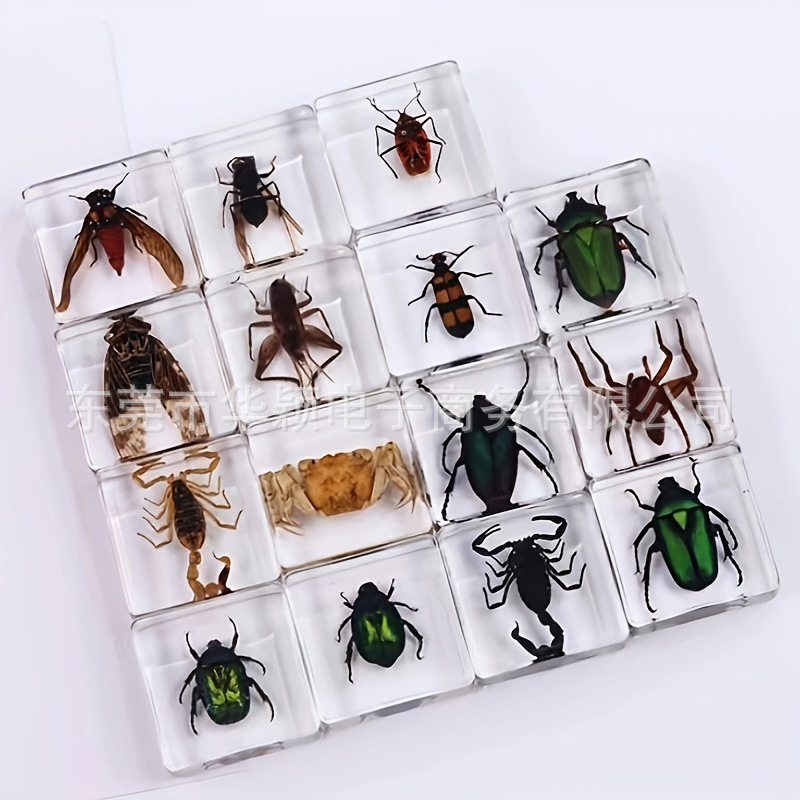 Creative epoxy real insect cognitive specimen teaching aids square resin transparent embedded crafts book town ornaments