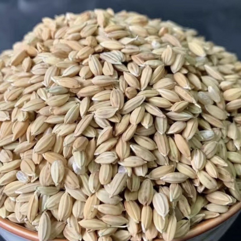 Rice Feed for Chickens, Northeastern Round Grain Cheap Rice, Shelled Rice, Chicken Feed