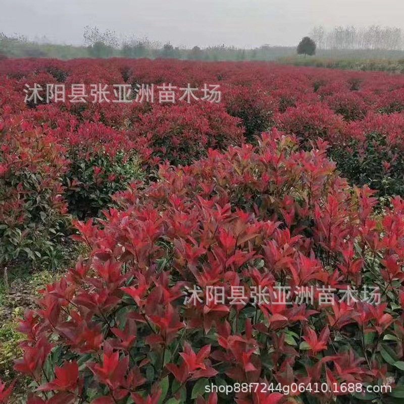 Red-leaf heather ball garden engineering greening plant heather seedlings evergreen four seasons red-leaf heather ball vegetative belt seedlings