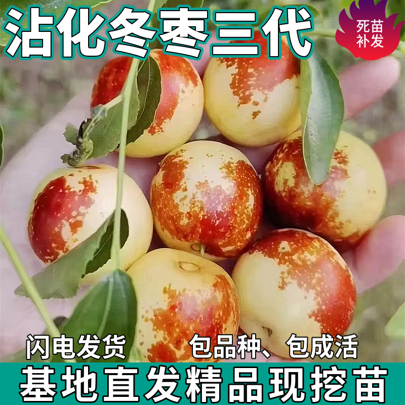 Дропшиппинг саженцев зимнего женьшеня Zhanhua, третье поколение живых саженцев, для посадки в горшках и грунте на севере и юге