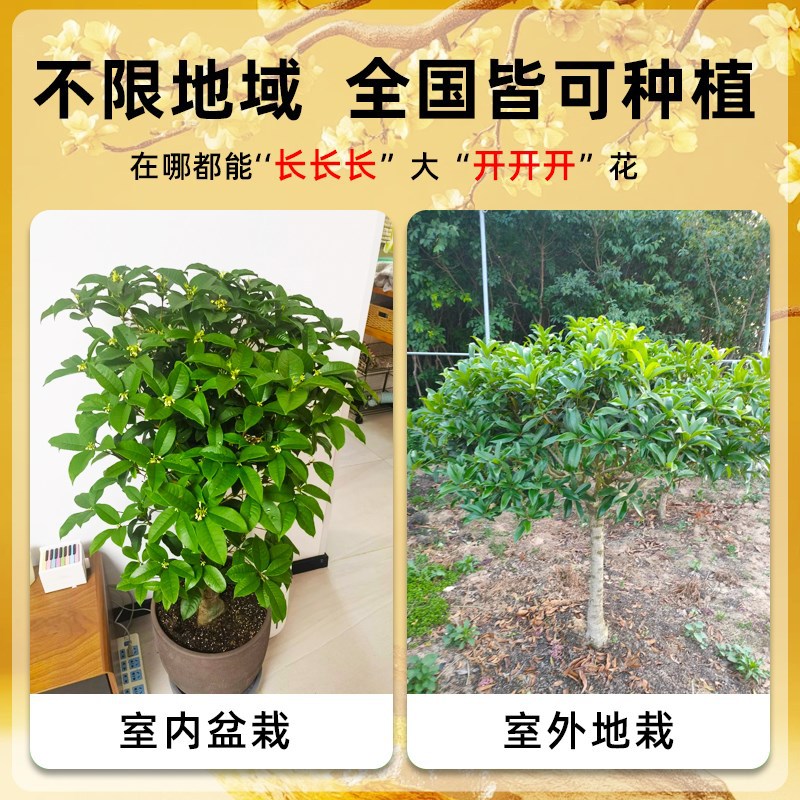Osmanthus Saplings, Extra Large August Osmanthus, Golden Osmanthus, Greening Potted Plants, Courtyard Houses, Four-Season Osmanthus Plants, Four-Season Florals