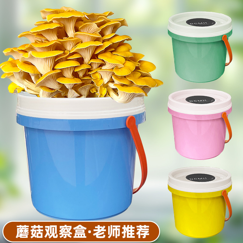 Плоское ведро для посадки грибов, горшок для детей, подарочный набор для съедобных грибов.