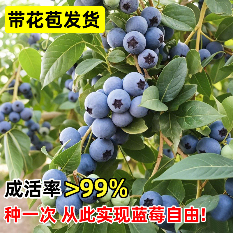 Саженцы голубичного дерева, крупные, для посадки на севере и юге, комнатные растения, саженцы плодовых деревьев