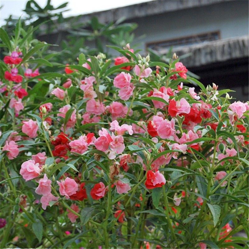 Impatiens Flower Seeds, Four-Season Garden Potted Ground Planting, Impatiens, Henna, Acute Peach Red Golden Impatiens