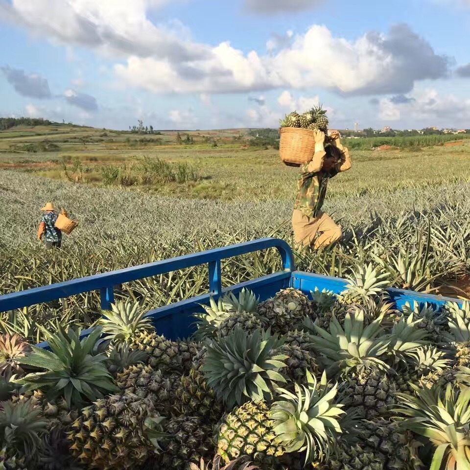 Guangdong Xuwen pineapple Guangxi delivery should season fruit postage perfume pineapple a generation of hair