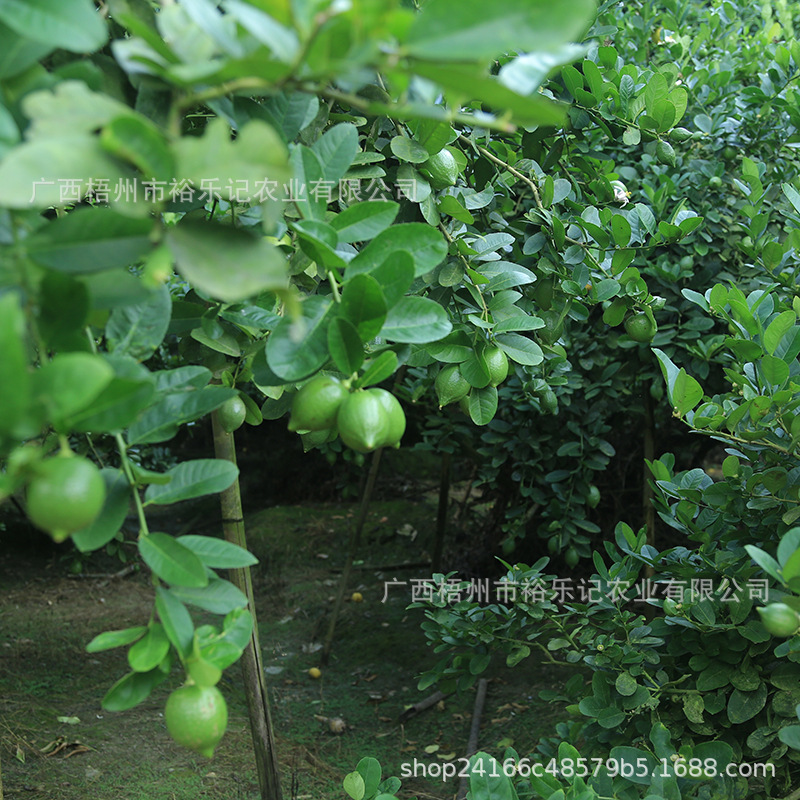 [Direct Shipment from Origin] Guangdong Perfume Lemon Milk Tea Shop Hand-Made Seedless Green First-Grade Fruit, Direct Shipment from Guangxi Lemon