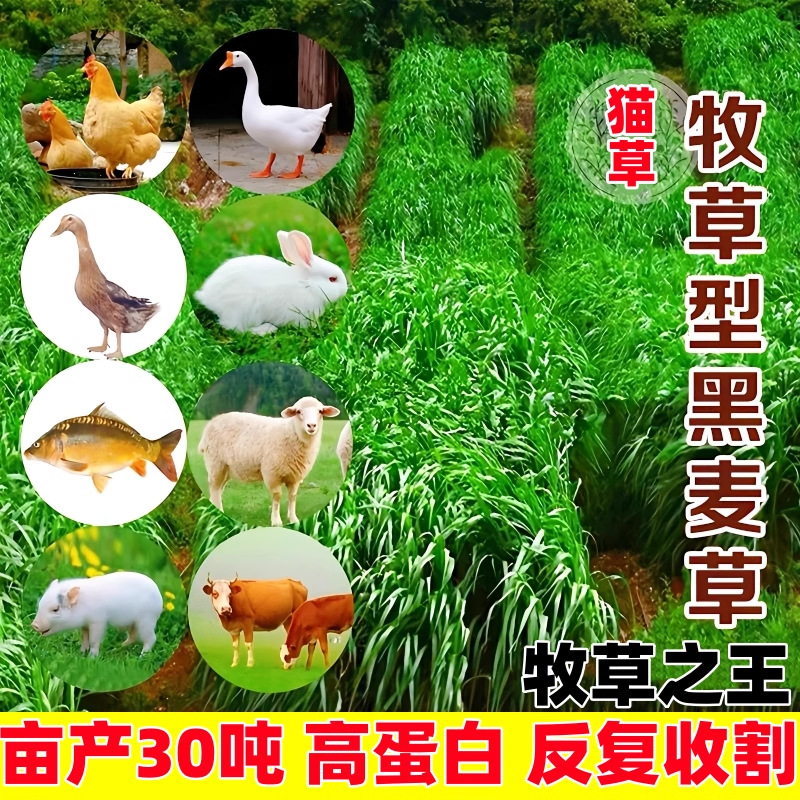 Семена рожкового травы, семена многолетних пастбищ, семена трав для скота, для кур, уток, коров, овец, рыб, свиней, семена цикория