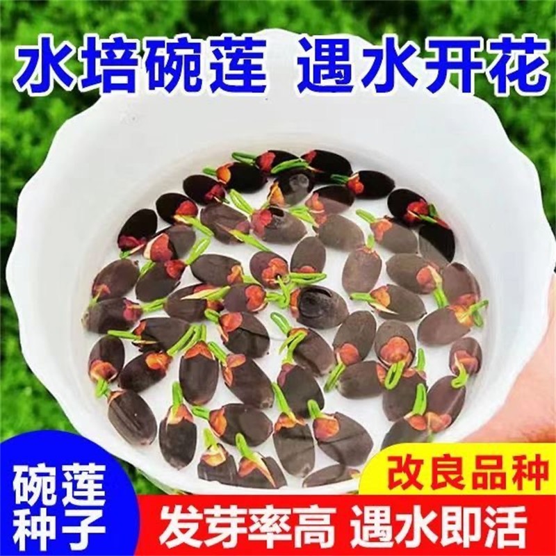 Four Seasons Flowering Bowl Lotus Seeds Hydroponic Plants Flowers Indoor Courtyard Fish Tank Aquatic Lotus Lotus Seedlings Lotus Water Lilies Potted Plants